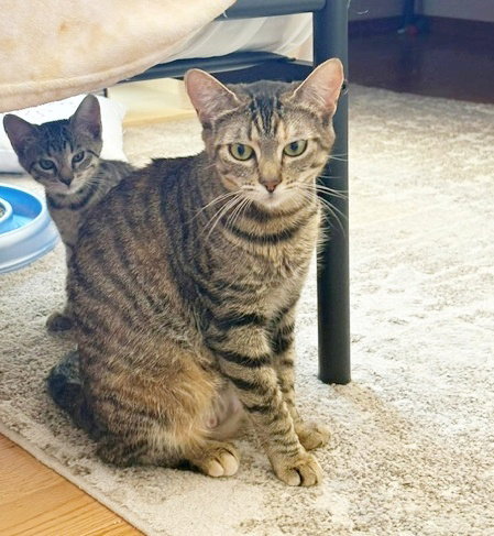 EMMIE - Young female, Adult Tabby, cat for adoption in Keizer, Oregon