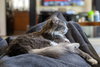 GAVIN #1852 - Offered by Owner - Long-haired male