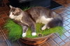 GAVIN #1852 - Offered by Owner - Long-haired male