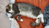 GAVIN #1852 - Offered by Owner - Long-haired male