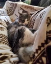 GAVIN #1852 - Offered by Owner - Long-haired male