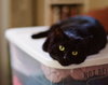 SALLY #1853 - Offered by Owner- Good with Kids
