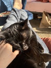 SALLY #1853 - Offered by Owner- Good with Kids
