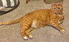 BILLIE #1854 - Offered by Owner - Young Family Cat
