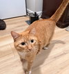 BILLIE #1854 - Offered by Owner - Young Family Cat