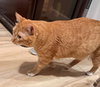 BILLIE #1854 - Offered by Owner - Young Family Cat