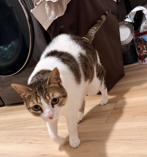 TRICKY #1855 - Offered by Owner - Lap Warmer!!