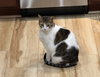 TRICKY #1855 - Offered by Owner - Lap Warmer!!