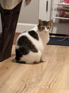 TRICKY #1855 - Offered by Owner - Lap Warmer!!