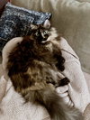 QUEENIE #1856 - Offered by Owner -Long hair Tortie