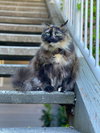 QUEENIE #1856 - Offered by Owner -Long hair Tortie