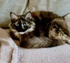 QUEENIE #1856 - Offered by Owner -Long hair Tortie