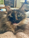 QUEENIE #1856 - Offered by Owner -Long hair Tortie