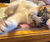 MABEL #1857 - Offered by Owner - Calico