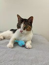 MABEL #1857 - Offered by Owner - Calico