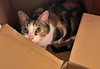 MABEL #1857 - Offered by Owner - Calico