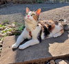 MABEL #1857 - Offered by Owner - Calico