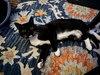 JAX #1858 - Offered by Owner - Young Tux