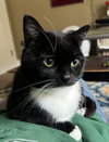 JAX #1858 - Offered by Owner - Young Tux