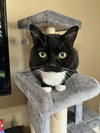 JAX #1858 - Offered by Owner - Young Tux