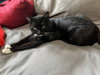 JAX #1858 - Offered by Owner - Young Tux