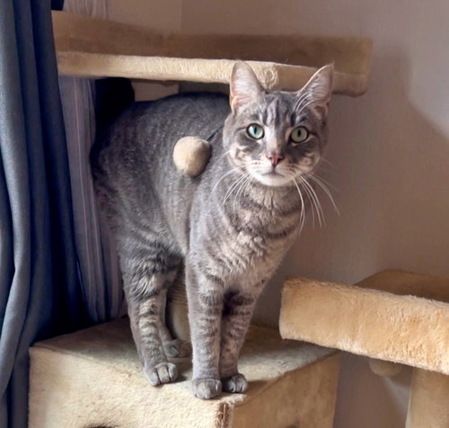 KEKE #1860 - Offered by Owner - In/Out, Adult Tabby / Domestic Short Hair / Mixed (short coat), cat for adoption in Keizer, Oregon
