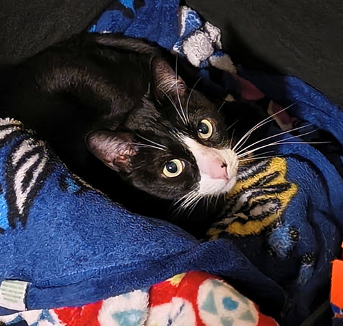 VALKYRIE - Offered by Owner- Kid Friendly!, Adult Tuxedo / Domestic Short Hair (short coat), cat for adoption in Keizer, Oregon