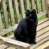 KIKI #- Offered by Owner - Indoor/outdoor Friendly