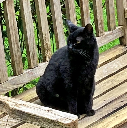 KIKI #- Offered by Owner - Indoor/outdoor Friendly, Adult Domestic Short Hair (short coat), cat for adoption in Keizer, Oregon