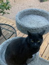 KIKI #- Offered by Owner - Indoor/outdoor Friendly