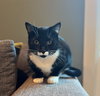 DUTCHESS #1864 - Offered by Owner - Friendly Tux