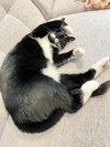 DUTCHESS #1864 - Offered by Owner - Friendly Tux