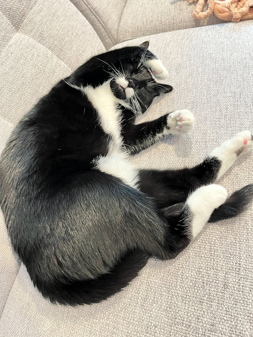 DUTCHESS #1864 - Offered by Owner - Friendly Tux, Adult Tuxedo / Domestic Short Hair / Mixed (short coat), cat for adoption in Keizer, Oregon