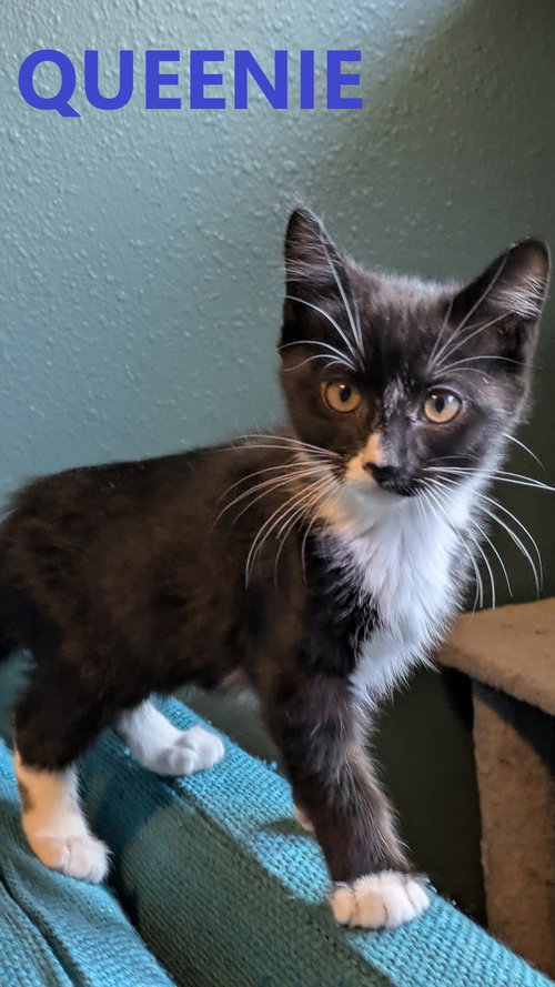 Dynamic Duo  Bronx and Queenie, Young Tuxedo / Domestic Short Hair / Mixed (short coat), cat for adoption in Keizer, Oregon