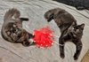 SHIPPO & KILALA #1868 - Offered by Owner - Bonded