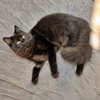 SHIPPO & KILALA #1868 - Offered by Owner - Bonded