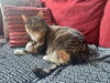 ASTRID #1870 - Offered by Owner - Quiet Calico