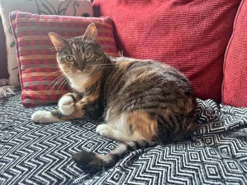 ASTRID #1870 - Offered by Owner - Quiet Calico, Senior Calico / Torbie / Mixed (short coat), cat for adoption in Keizer, Oregon