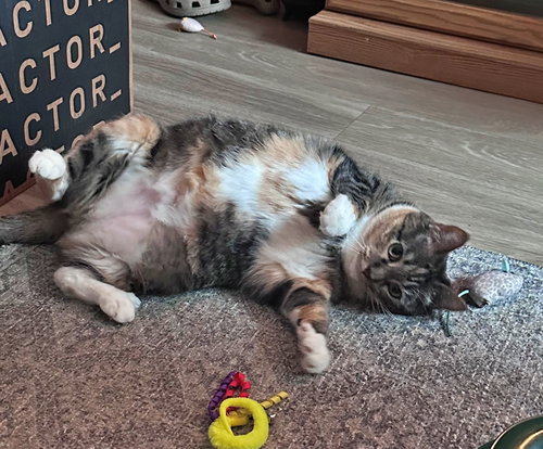 ASTRID #1870 - Offered by Owner - Quiet Calico, an adoptable Calico in HILLSBORO, OR