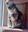 ASTRID #1870 - Offered by Owner - Quiet Calico