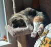 ASTRID #1870 - Offered by Owner - Quiet Calico