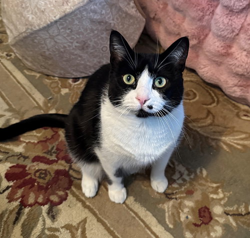 MONROE -#1873 - Offered by Owner- B & W Beauty, Adult Tuxedo / Domestic Short Hair / Mixed (short coat), cat for adoption in Keizer, Oregon