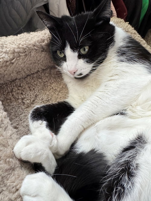MONROE -#1873 - Offered by Owner- B & W Beauty, an adoptable Tuxedo in HILLSBORO, OR