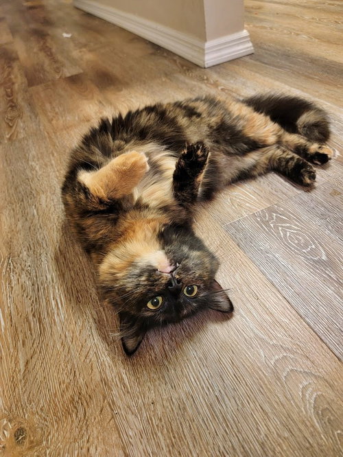 MOCHI #1874 - Offered by Owner- Tortie Girl, Adult Tortoiseshell / Domestic Long Hair / Mixed (long coat), cat for adoption in Keizer, Oregon