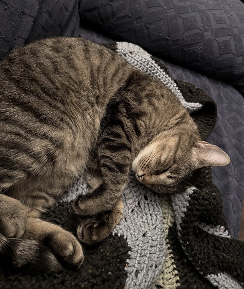 APOLLO #1875 - Offered by Owner - Quiet Companion, an adoptable Tabby in HILLSBORO, OR