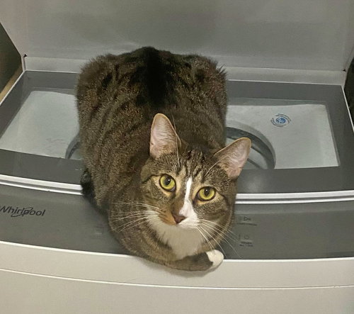 MELODY #1878 - Offered by Owner - Family Tabby, an adoptable Tabby in HILLSBORO, OR