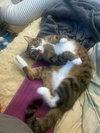 MELODY #1878 - Offered by Owner - Family Tabby