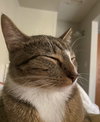 MELODY #1878 - Offered by Owner - Family Tabby