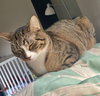 MELODY #1878 - Offered by Owner - Family Tabby