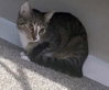 MELODY #1878 - Offered by Owner - Family Tabby